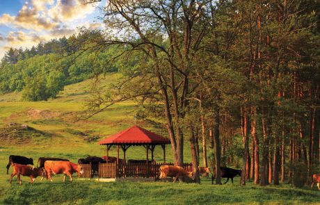 Местност "Петел", село Дорково