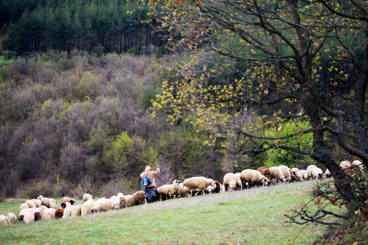 Жена пасе овце в красива гора близо до село Дорково